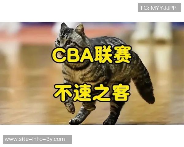 四川男篮积极行动救助流浪猫计划后续妥善安置关爱生命